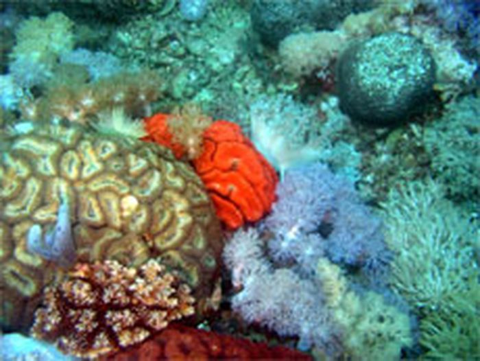 korallenweb-2.jpg