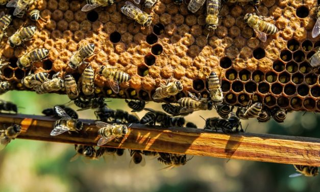 Abeilles en danger, des ruches pour alerter