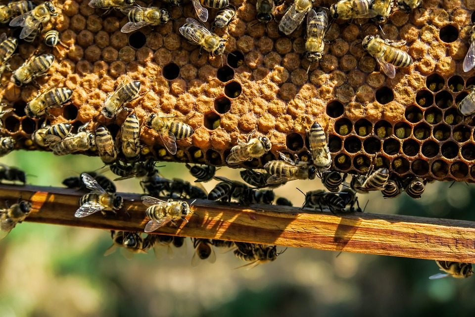 Abeilles en danger, des ruches pour alerter