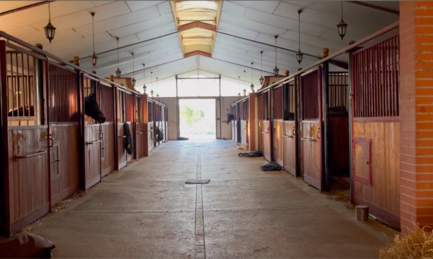 Équitation : La reprise des concours équestres en région toulousaine