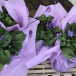 « Il y a plus de confiseries que de fleurs » : à Toulouse, une fête de la violette en demi-teinte