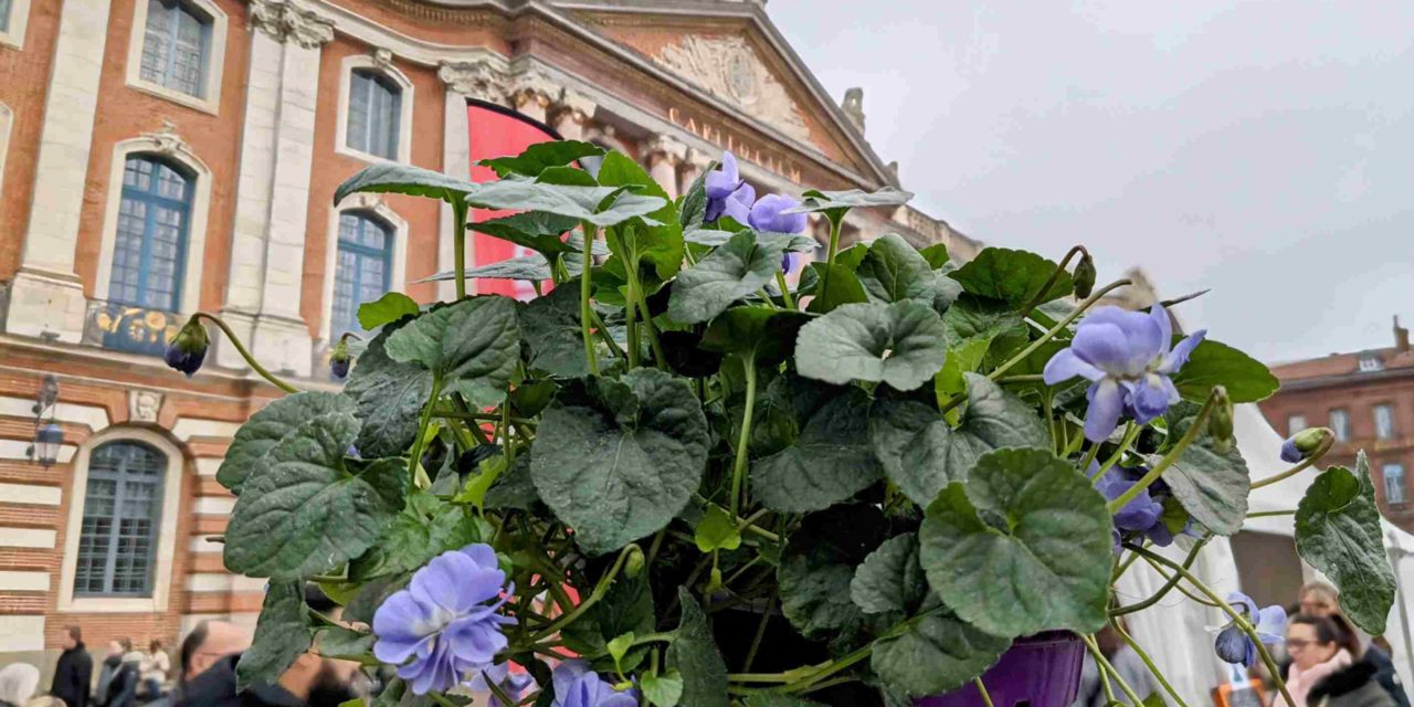 Fête de la violette : ils préservent la tradition de la fleur de Toulouse