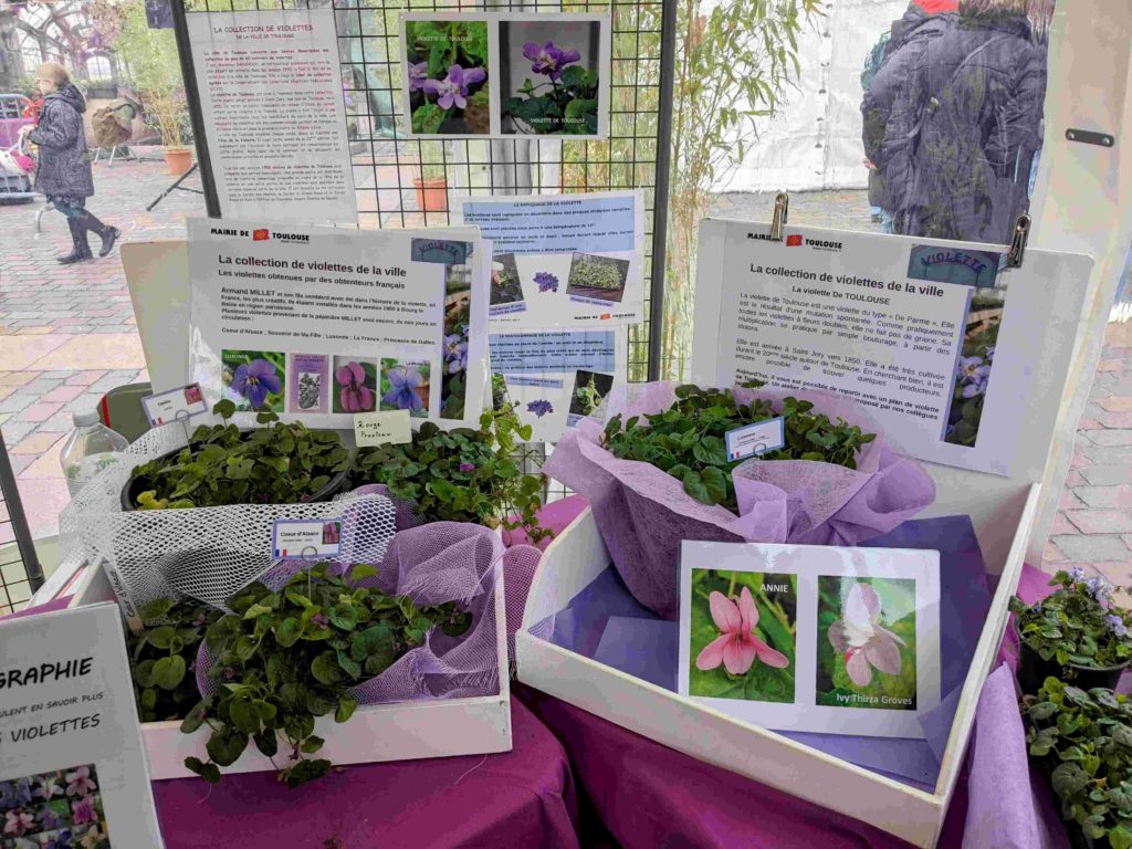 Une sélection de plusieurs variétés de violettes