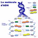 ADN: une double hélice qui a plus d’un tour