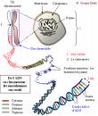 De l'ADN au bagage génétique cellulaire.