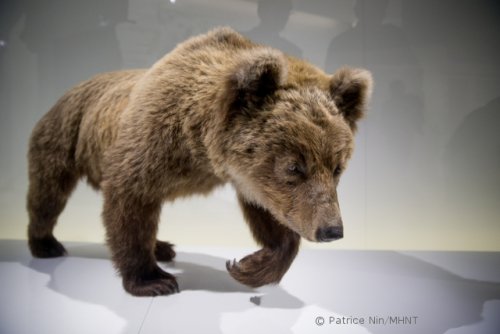 Le Muséum de Toulouse ne vend pas la peau de l’Ours