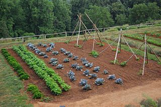 320px-vegetable_garden_detail.jpg