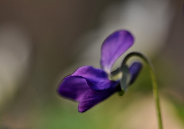 Fête de la violette : quand la ville Rose change de couleurs