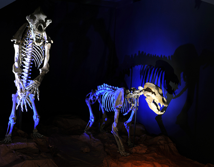 Voyage dans le temps au Muséum d’histoire naturelle de Toulouse