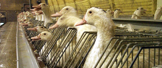[Infographie] Les producteurs de foie gras inquiets pour leur filière