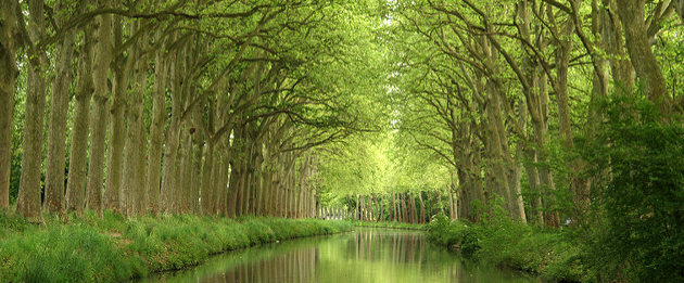 Ce qu’il faut savoir sur la maladie des platanes du Canal du Midi