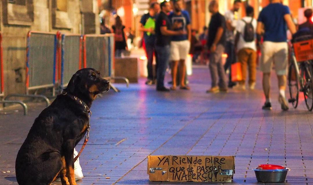 Le Resto des Zanimos : « Je ne laisse jamais un animal dans la panade »