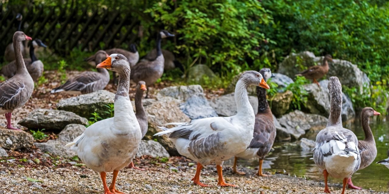 Grippe Aviaire : « Il y a peut-être trop d’élevages dans le Sud-Ouest », estime Fabien Filaire, chercheur en virologie