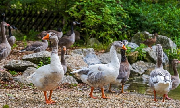 Grippe Aviaire : « Il y a peut-être trop d’élevages dans le Sud-Ouest », estime Fabien Filaire, chercheur en virologie