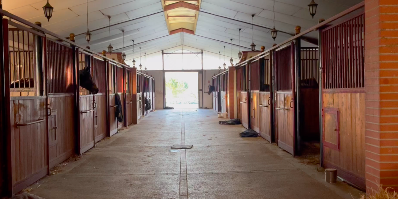 Équitation : La reprise des concours équestres en région toulousaine