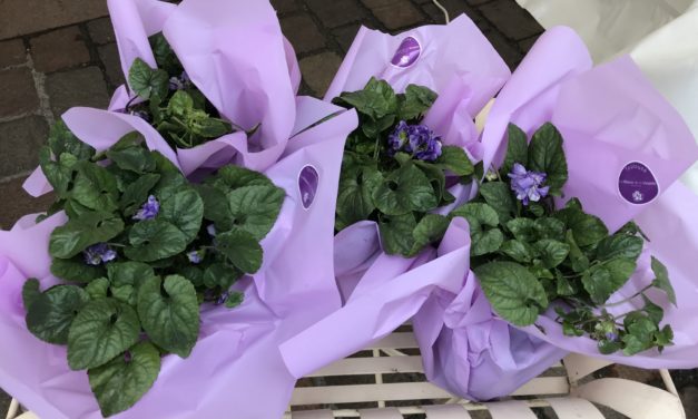 « Il y a plus de confiseries que de fleurs » : à Toulouse, une fête de la violette en demi-teinte