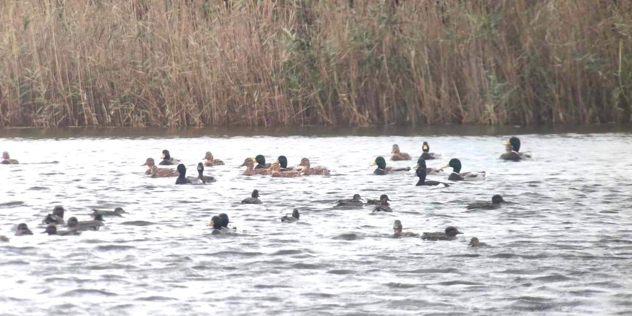 Wetlands : un comptage international pour recenser les oiseaux d’eau