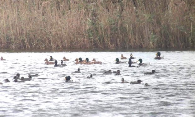 Wetlands : un comptage international pour recenser les oiseaux d’eau