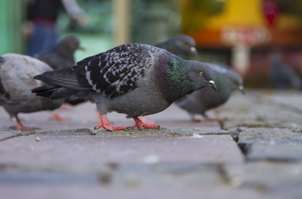 La gestion des pigeons toulousains bat de l’aile