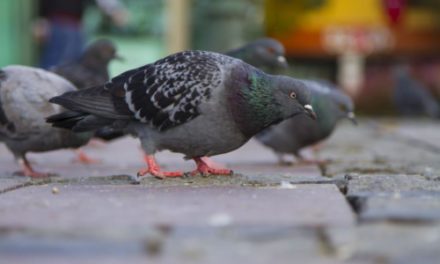 La gestion des pigeons toulousains bat de l’aile