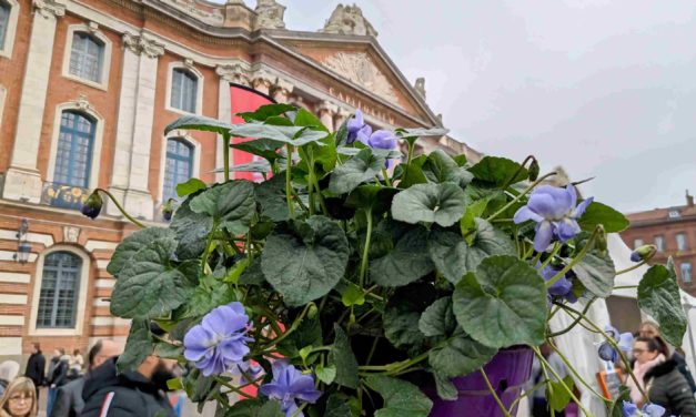 Fête de la violette : ils préservent la tradition de la fleur de Toulouse