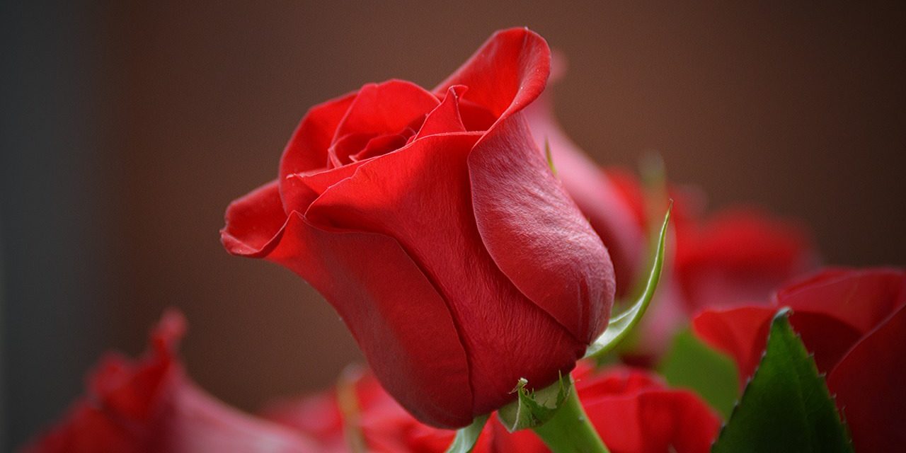 Saint-Valentin : le succès de la rose face aux consciences écologiques