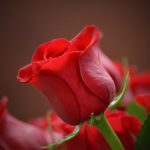Saint-Valentin : le succès de la rose face aux consciences écologiques