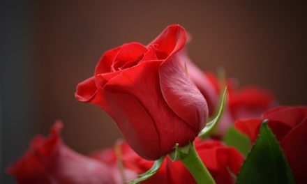 Saint-Valentin : le succès de la rose face aux consciences écologiques