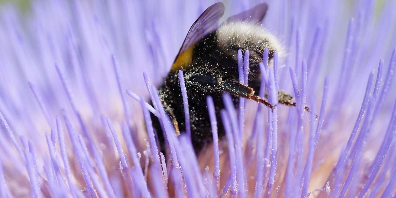 L’ALERTE POLLEN S’ÉTEND, L’OCCITANIE EN ALERTE ROUGE
