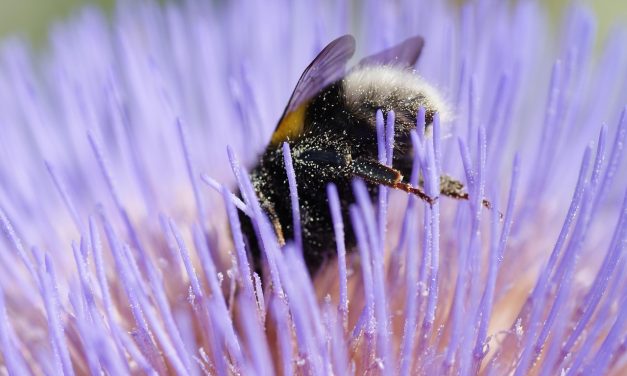 L’ALERTE POLLEN S’ÉTEND, L’OCCITANIE EN ALERTE ROUGE