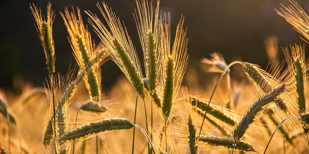 Élections des chambres d’agriculture en Occitanie : fin de l’hégémonie de la FNSEA