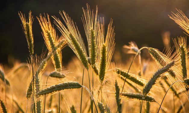 Élections des chambres d’agriculture en Occitanie : fin de l’hégémonie de la FNSEA