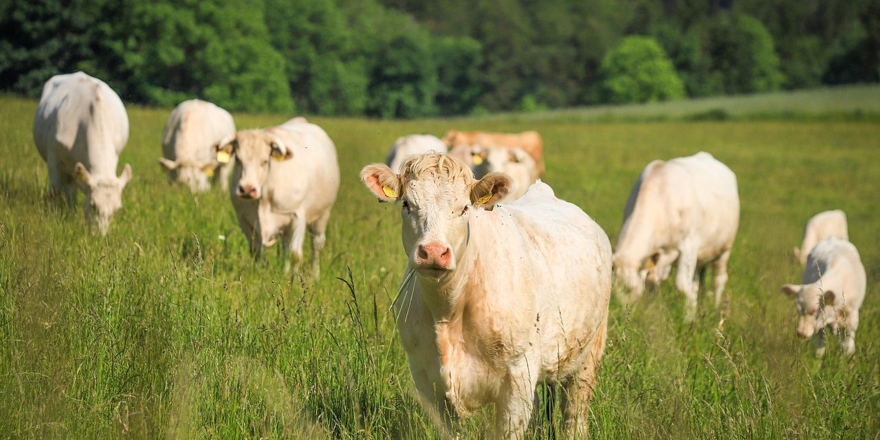 Projet de loi agriculture : le bio en péril