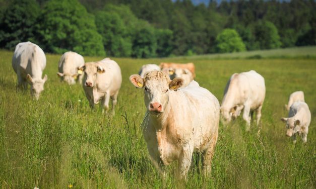 Projet de loi agriculture : le bio en péril