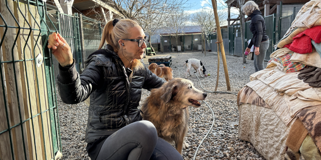 « C’est une lutte de chaque jour », le fragile équilibre financier du refuge municipal de Castelginest