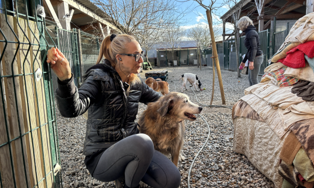 « C’est une lutte de chaque jour », le fragile équilibre financier du refuge municipal de Castelginest